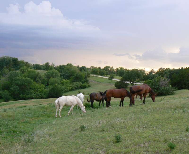 Horses in Cass County Nebraska