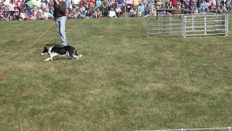 Yesterday I drove to Unity, Maine to attend the Common Ground Country Fair.  One of the fun things is to watch Border Collies at work.  I took lots of stills but a video really is necessary to capture their energy and training. Several different