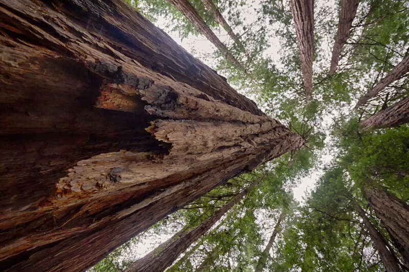 Looking Up a Redwood Trunk