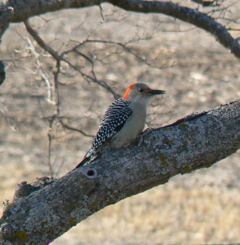 Red bellied woodpecker