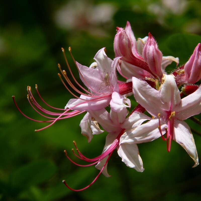 Rhododendron periclymenoides