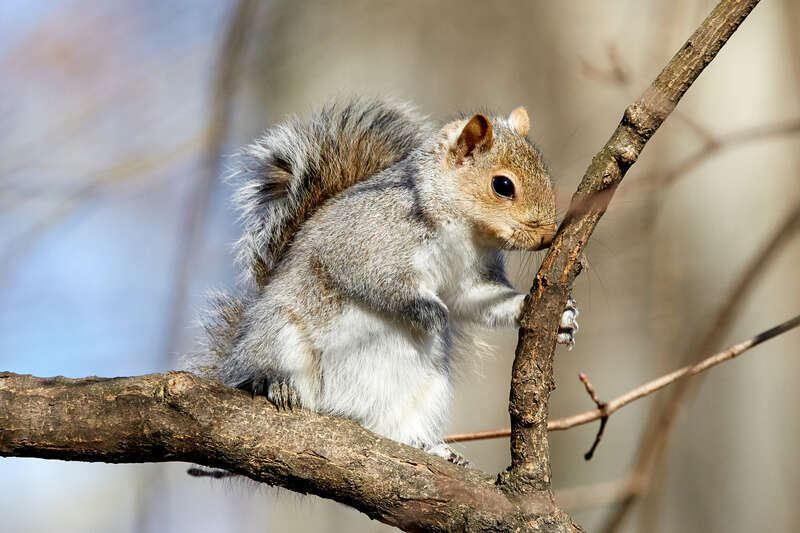 500px provided description: Visit my &amp;lt;a href="www.smart-art.org"&amp;gt;website&amp;lt;/a&amp;gt; for more creative work outside of photography. [#winter ,#tree ,#animal ,#wildlife ,#squirrel ,#wild]