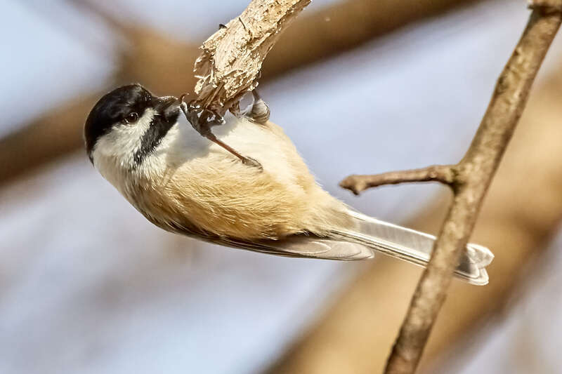 500px provided description: Spent a long time picking at the wood for something.. [#bird ,#tree ,#animal ,#wood ,#wildlife ,#wild ,#eating]