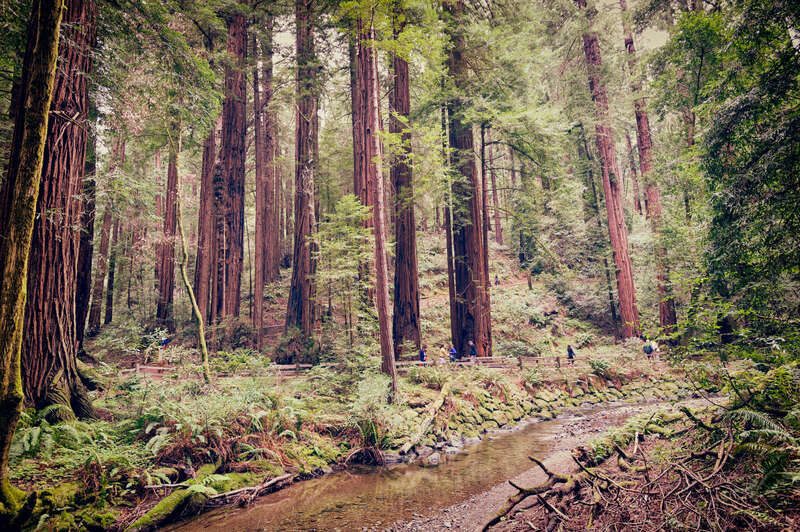 Stream and Trail in the Woods