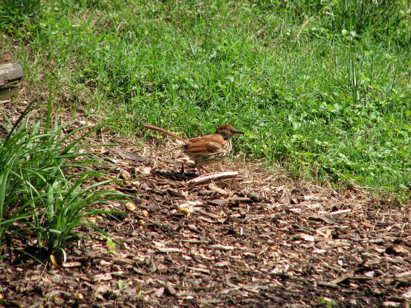 Toxostoma rufum, Rose Garden, Raleigh NC 6752