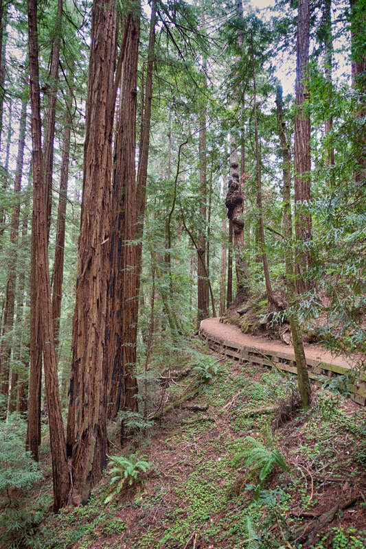 Trees and Bending Path