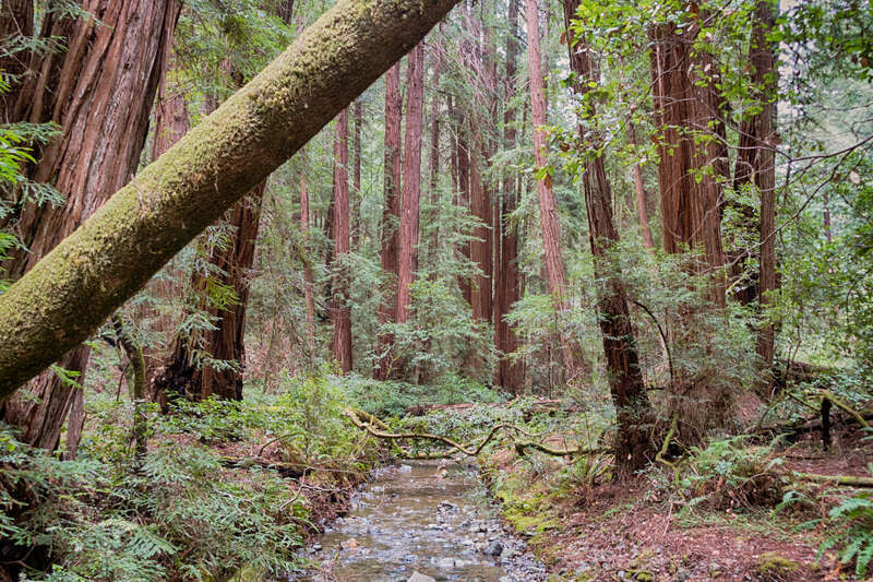 Redwood Creek at the Muir Woods Visitor Center, California