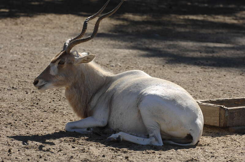 What not to ask a bus full of three year olds:
&quot;How do you know its a male antelope? What does it have a female one doesn't?&quot;

Fortunately they weren't listening. I think the right answer was horns though.