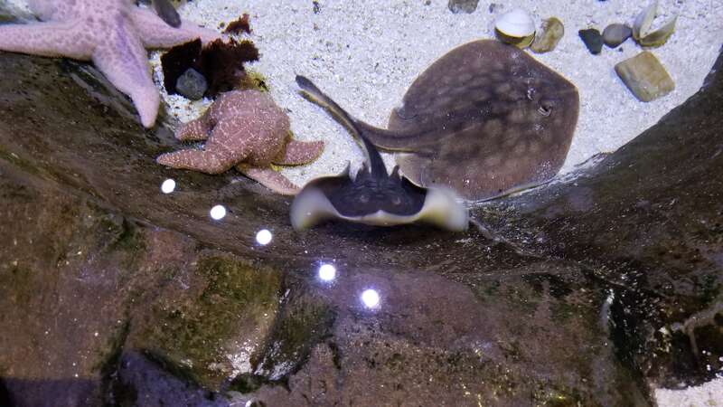 Ocean Explorer
Loveland Living Planet Aquarium
Draper Utah

December 7, 2017