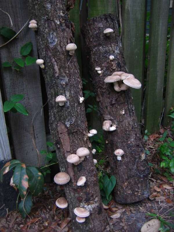For more information about this, see the observation page at Mushroom Observer.