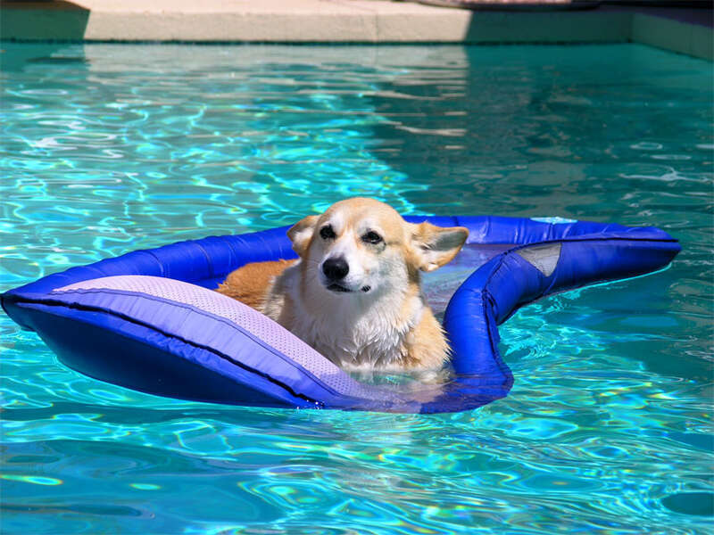 A-Corgie-floating-along