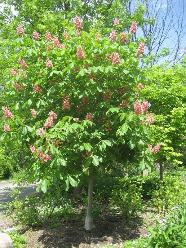 A Red Horse-chestnut (Aesculus × carnea) photographed at the Frederik Meijer Botanical Gardens