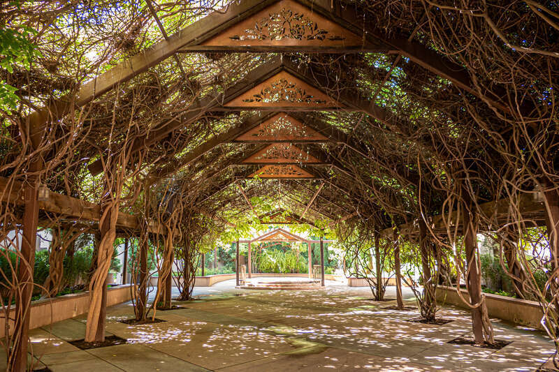 Interesting canopy at the ABQ BioPark Botanic Garden
