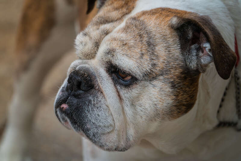 I don't drink coffee. I'm also an introvert. So, when my wife said she wanted to stop into Misha's in Old Town, which is cramped and crowded, I opted to wait outside. This polite lady waited with me while her owner was inside. She was a lot sweeter