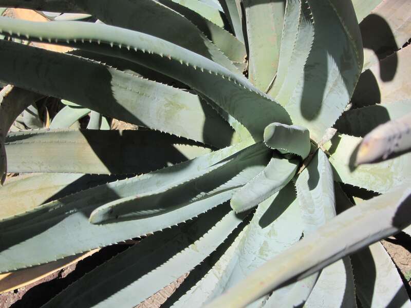 Aloe suzannae