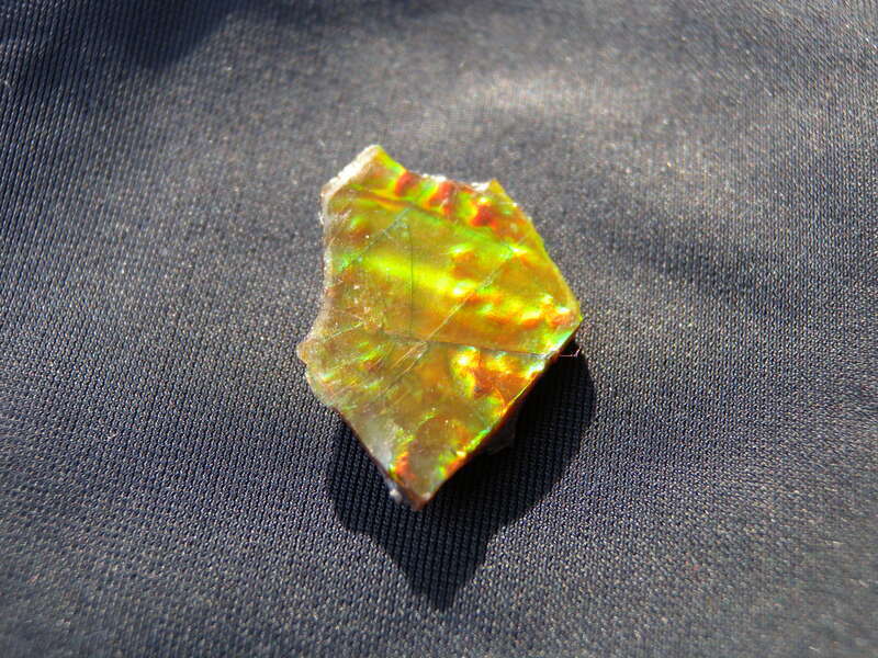 Fossil shell of an ammonite. Found like this only on the eastern slopes of the Rockies in southern Alberta, one of the rarest of gemstones. This 2cm, grade A+, specimen shows all colors (including blue), has good prismatic chromatic shift, and