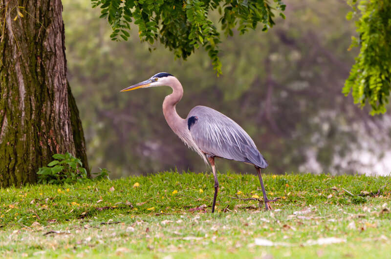 A Great Blue Heron in South El Monte, California, USA.