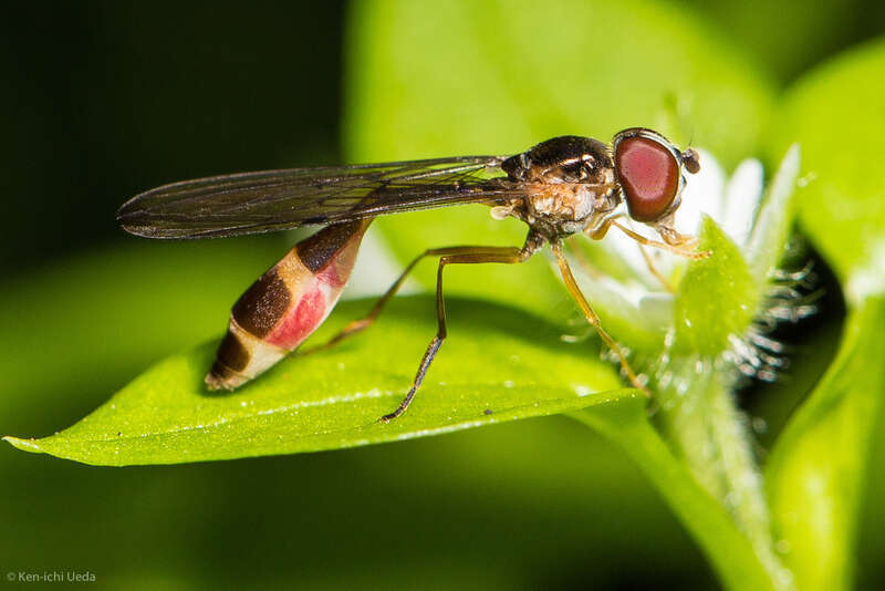 American Dainty (Baccha cognata). Species of insect.