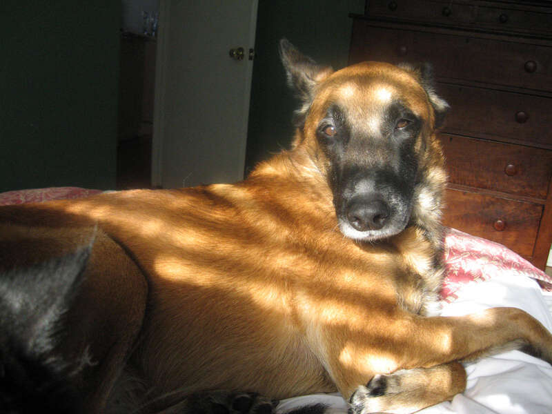 Belgian Malinois dog putting his or hers ears back