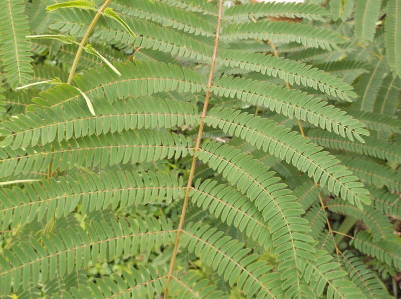 Mimosa Tree leaf showing bipinnate structure