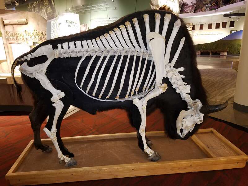 Image of &quot;Ernie the Bison,&quot; a half-skeleton, half-taxidermy mount made from the real bones and tanned hide of an approximately 17 year old Bison bull.  Created by Don &quot;Doc&quot; Woerner, DVM.  On temporary display at the Flint Hills Discovery Center in