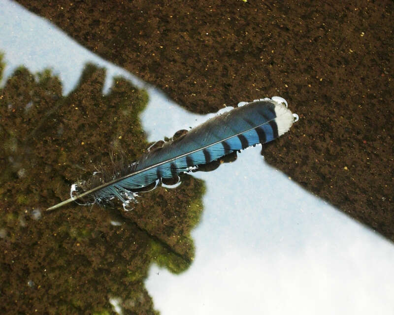 This is a picture of a feather that I took while visting Purchase College in July 2009.