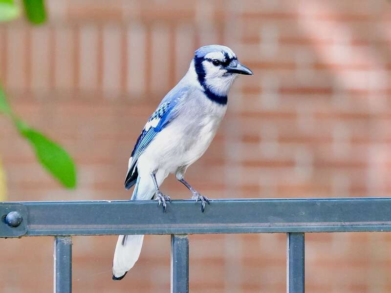 Blue Jay Cyanocitta cristata in Little Rock, Arkansas