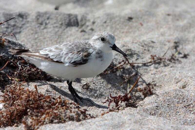 Portrait of a sanderling.