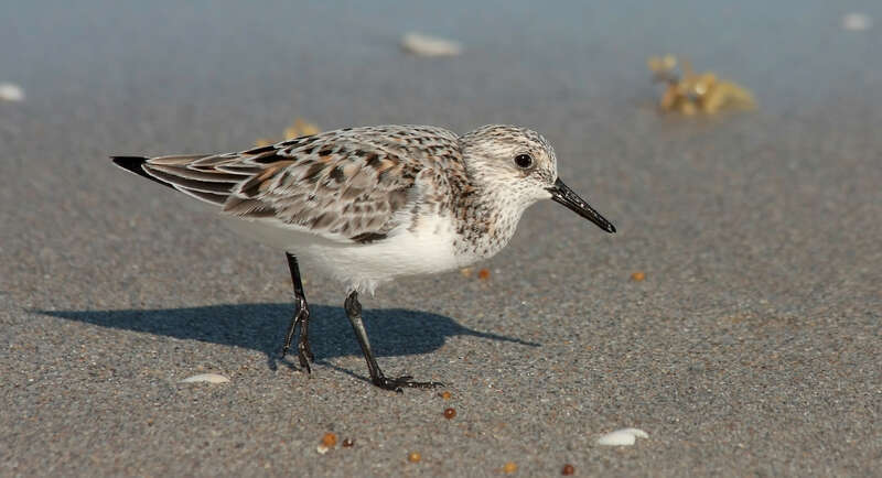 A running sanderling captured in mid stride.