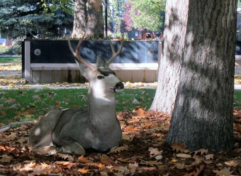 Carson City, NV, USA