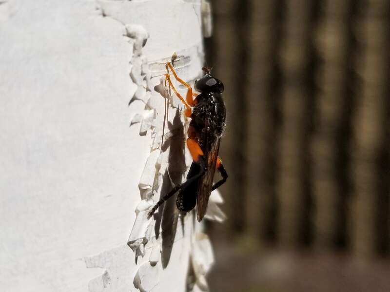 Chalcosyrphus vecors. Midtown, Anchorage, AK, USA
Matt Muir
Midtown, Anchorage, AK, USA
Matt Muir

Jun 30, 2020