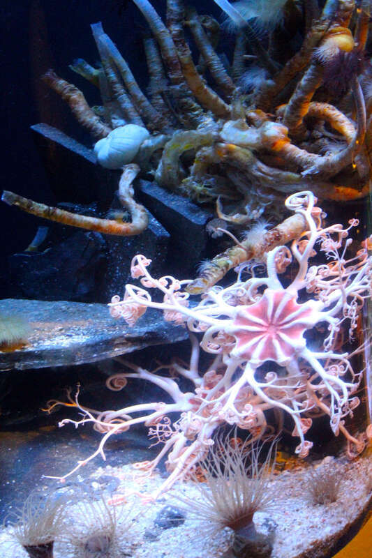500px provided description: Coral and sea life from Aquarium of the Pacific [#color ,#rocks ,#sand ,#pink ,#underwater ,#coral ,#tentacles ,#color image ,#sealife ,#exhibit ,#eveing]