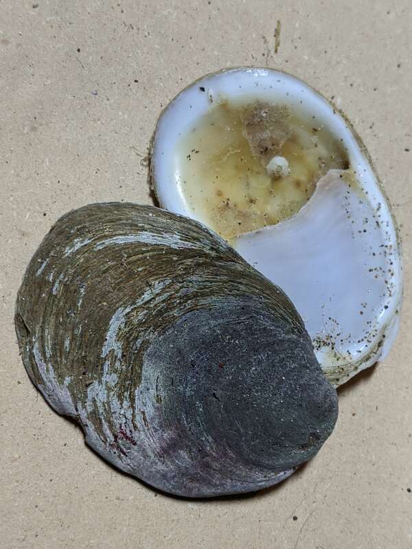 Western White Slippersnail (Crepidula nummaria). Species of mollusc.