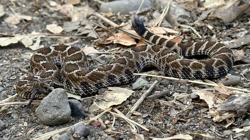 Northern Pacific Rattlesnake (Crotalus oreganus oreganus) in the United States