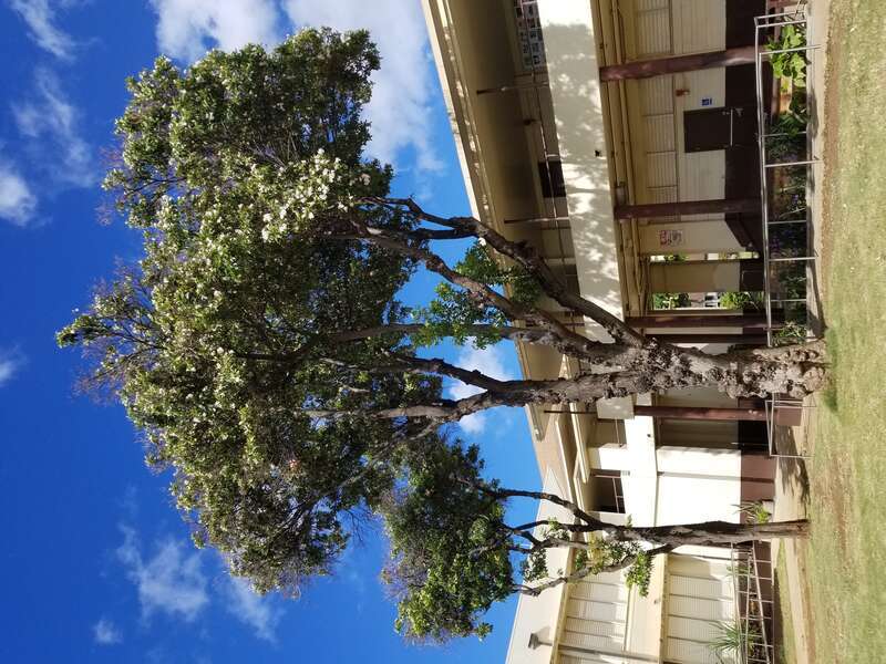 Pathogen: Prob. Agrobacterium tumefaciens
Host: Prob. White trumpet tree (Tabebuia roseoalba)



In an email to Wikimedia Commons' Volunteer Response Team, Scot Nelson has released all content from their Flickr photostream under the Creative Commons