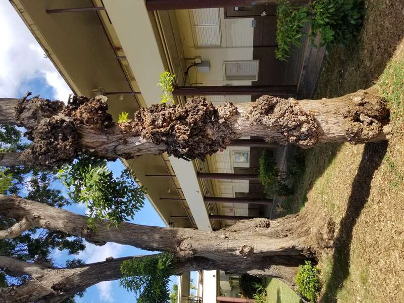 Pathogen: Prob. Agrobacterium tumefaciens
Host: Prob. White trumpet tree (Tabebuia roseoalba)



In an email to Wikimedia Commons' Volunteer Response Team, Scot Nelson has released all content from their Flickr photostream under the Creative Commons