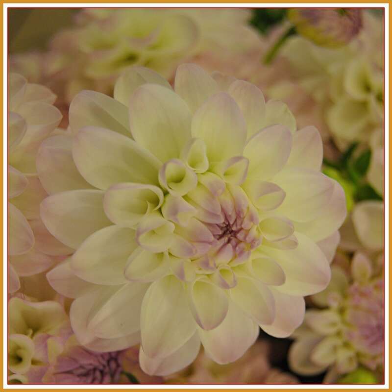 Dahlia at  Pike Place Market, Seattle, WA