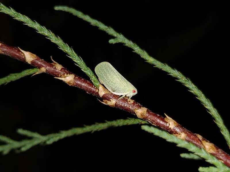 Acanalonia clypeata