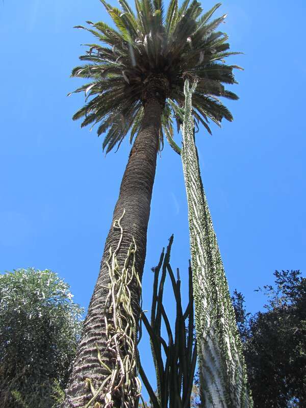 Alluaudia procera, and a palm with climbing cactus.