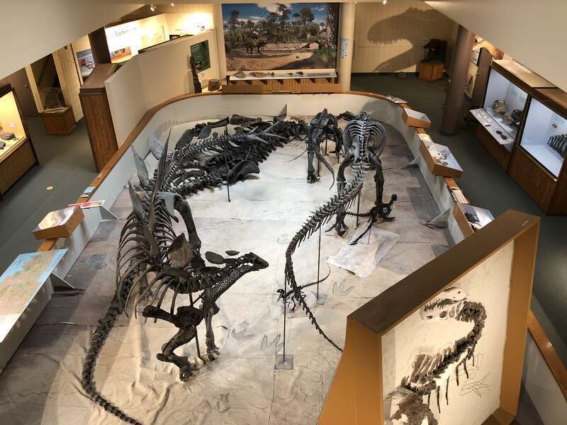 View of the Dinosaur Pit showing skeletons of Stegosaurus, Allosaurus (adult, 2 juveniles) , Camptosaurus, and Camarasaurus. Also, the skeleton of the "Goose Neck Allosaurus" (right foreground) showing the bones as found.
