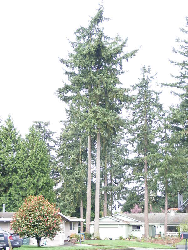 Douglas-fir next to house.