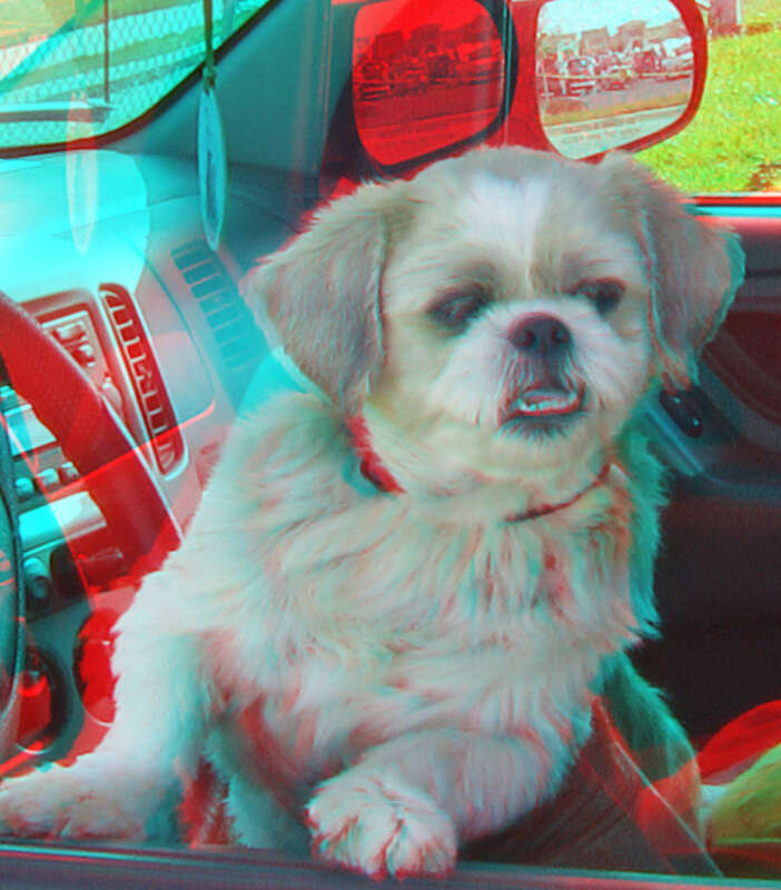 View with 3D red/cyan glasses

the owner (out of sight) is holding the dog.