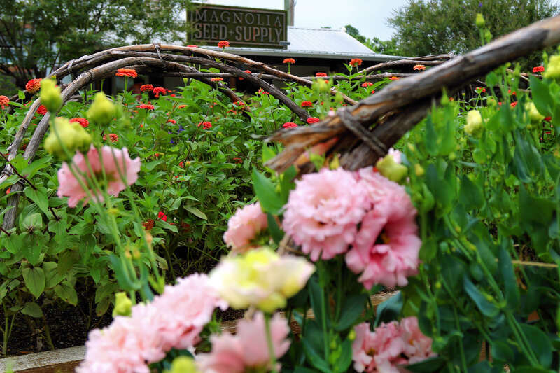 The flower garden at Magnolia Market in Waco, Texas, United States.
