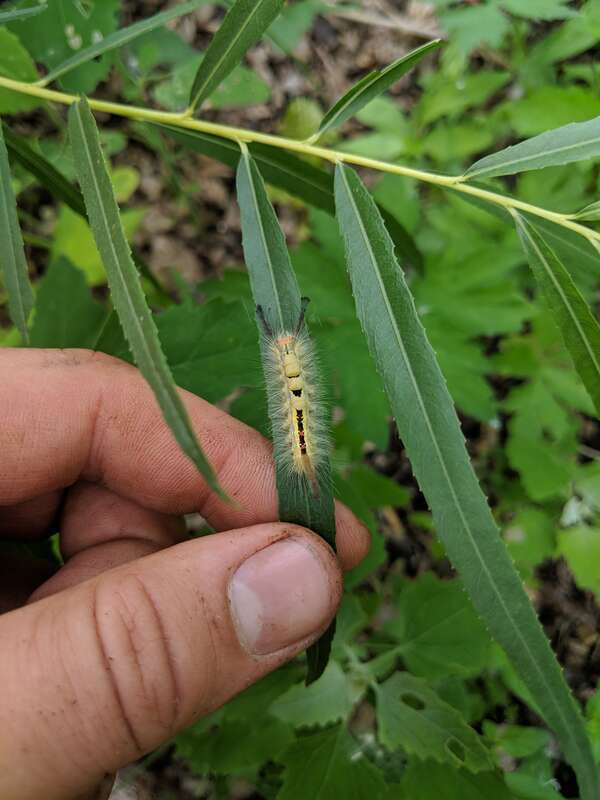 White-Marked Tussock Moth on a willow tree in Iowa