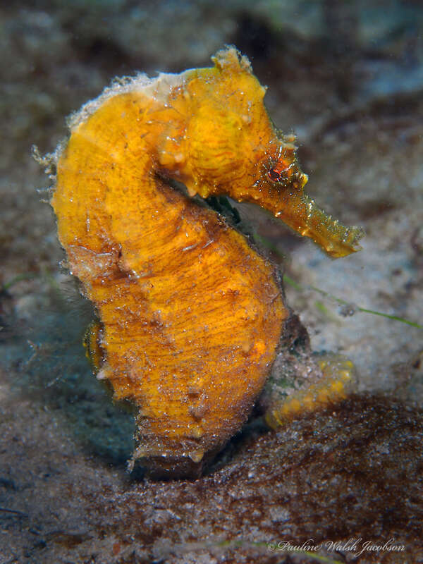 Northern Seahorse (Hippocampus erectus) in the United States