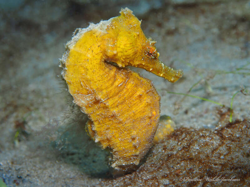 Northern Seahorse (Hippocampus erectus) in the United States