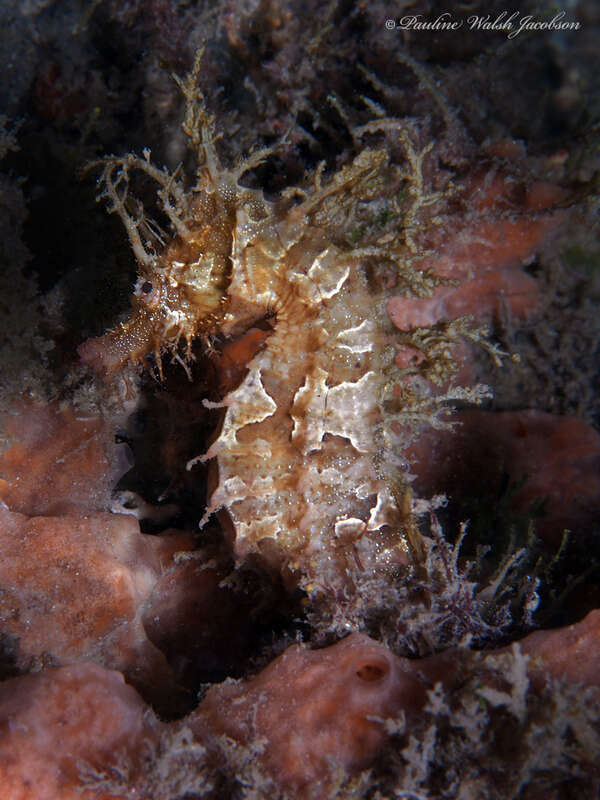 Northern Seahorse (Hippocampus erectus) in the United States