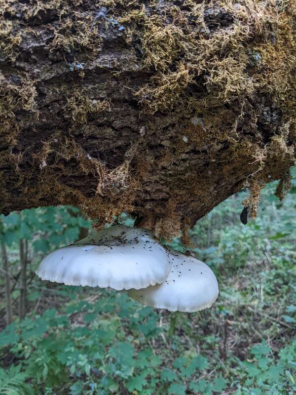 A fresh Hypsizygus ulmarius specimen, found in Burlington, Vermont, USA.