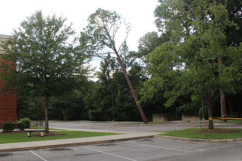 Leaning tree, Hurricane Hermine, Valdosta, Lowndes County, Georgia. There is caution tape in the parking lot to prevent cars from parking around the tree.  The tree was removed the following day.