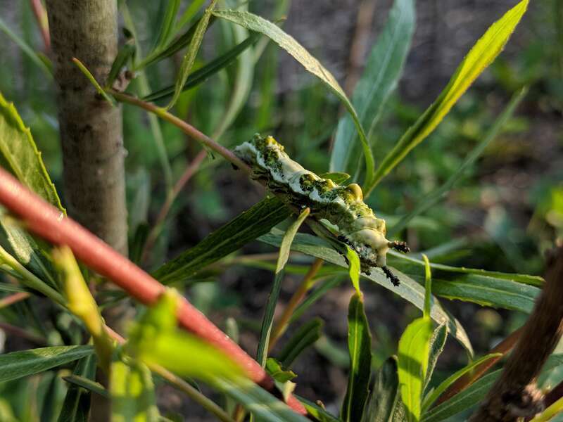 Limenitis arthemis caterpillar feeding on a willow tree.